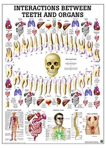 Корелация между Зъбите и органи на Ламиниран Анатомическая диаграма